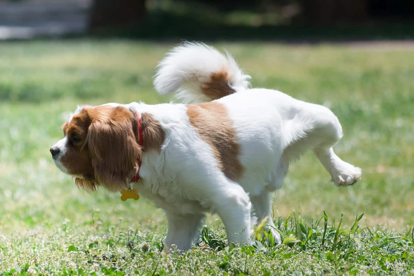 Pipi gazon paroles et anti-pipi sur la pelouse : solutions